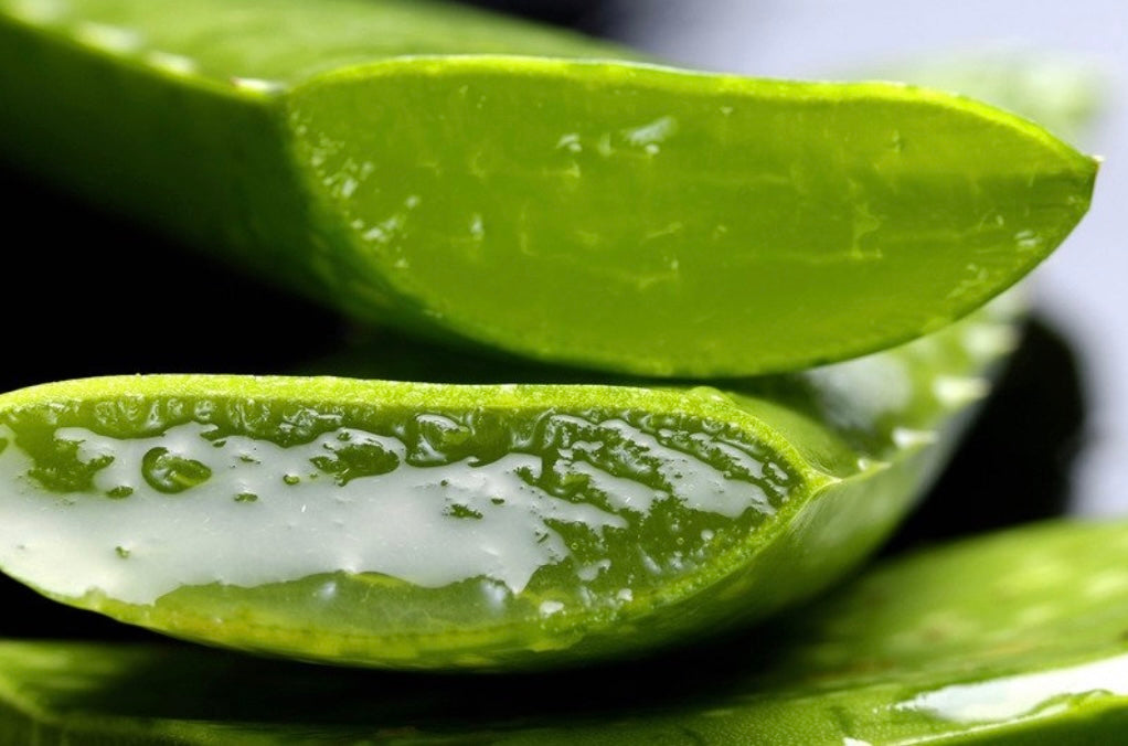 Aloe Vera Scalp Treatment